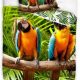 eenpersoons 1-persoons dekbedovertrek dekbedhoes papagaai papegaai natuur tropische vogel blijekids katoen 140x200 cm goedkoop